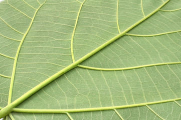 texture of a green leaf of a large Paulownia tree