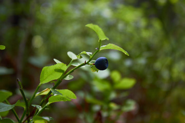 A bush of ripe blueberries in the summer. Gifts of the forest. Healthy natural products. Antioxidant. 