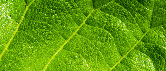 Beautiful natural green texture of a large leaf of grass close-up, macro. Floral green background