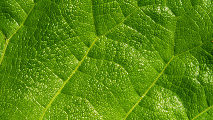 Beautiful natural green texture of a large leaf of grass close-up, macro. Floral green background