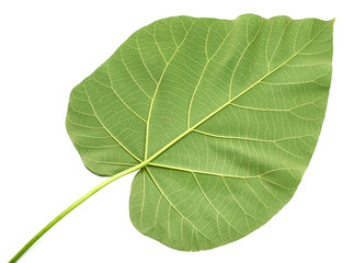 texture of a green leaf of a large Paulownia tree