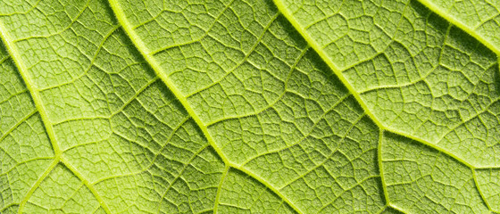 Obraz premium Beautiful natural green texture of a large leaf of grass close-up, macro. Floral green background, inner side of the leaf