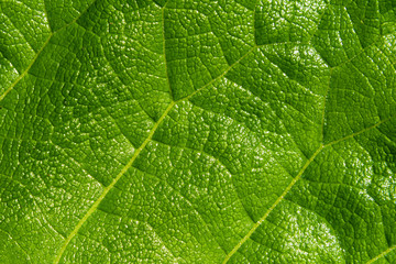 Beautiful natural green texture of a large leaf of grass close-up, macro. Floral green background