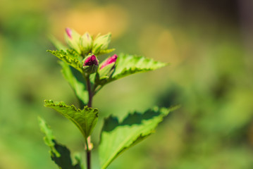 bud hibiscus