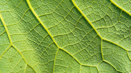Beautiful natural green texture of a large leaf of grass close-up, macro. Floral green background, inner side of the leaf