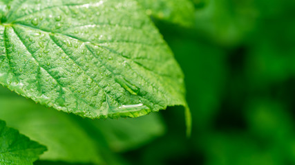 Shrub leaf with drops of water from rain macro, close-up