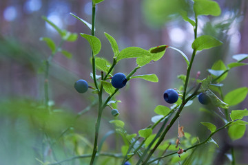 A bush of ripe blueberries in the summer. Gifts of the forest. Healthy natural products. Antioxidant. 