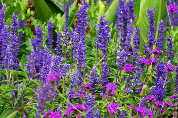 Obraz premium Lavendel