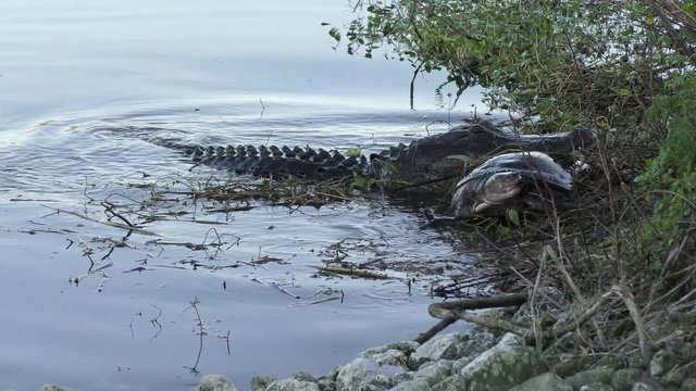 alligator with a large softshell turtle in its jaws