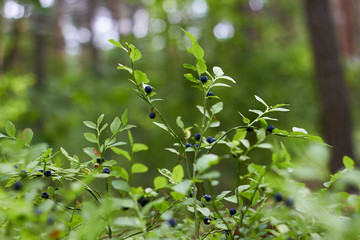 A bush of ripe blueberries in the summer. Gifts of the forest. Healthy natural products. Antioxidant. 