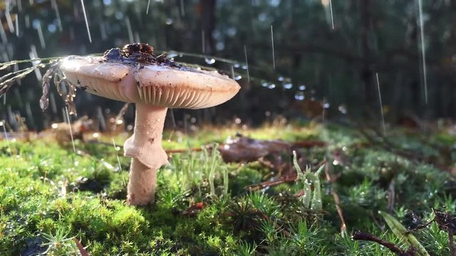 Amanita Phalloides fungus, poisonous subject in wild mountain close up on a rainy day Drops of water slowly fall from the mushroom cap, the video is slowed 4 times