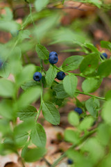 A bush of ripe blueberries in the summer. Gifts of the forest. Healthy natural products. Antioxidant. 