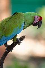 The red-lored amazon (Amazona autumnalis) is a species of amazon parrot, native to tropical regions of the Americas, from eastern Mexico south to Ecuador.