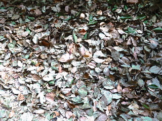 Fallen leaves on a street