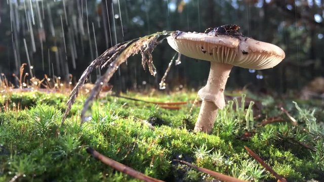 Amanita Phalloides fungus, poisonous subject in wild mountain close up on a rainy day Drops of water slowly fall from the mushroom cap, the video is slowed 4 times