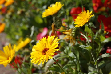 Yellow Summer Flower