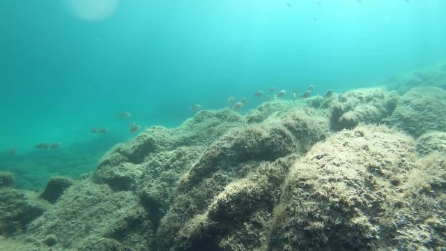 Slow-motion underwater footage of a group of Sarpa salpa fish known commonly as the dreamfish, salema, salema porgy, cow bream or goldline, escaping near the rocks in clean, clear water