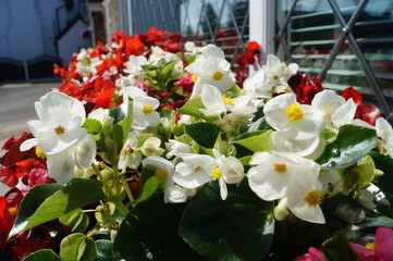 English Flowerbed