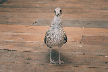 Bird walking on wooden floor near the river