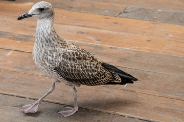 Bird walking on wooden floor near the river