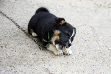 Little puppy on chain is lying on concrete floor and is gnawing bone enthusiastically. The black and white little dog closed his eyes in pleasure. Puppy delight. Close-up. Selective focus. Copy space.