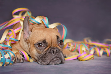 Cute brown French Bulldog dog lying on ground covered with colorful party paper blow out streamers