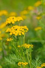 Blüten vom Rainfarn, Tanacetum vulgare
