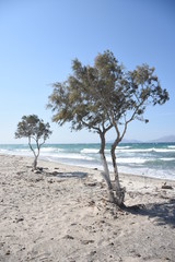 Bäume am Strand