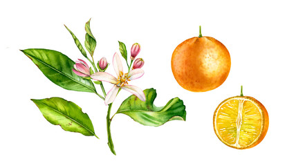 Orange fruit tree branch with flowers. Realistic botanical watercolor illustration with half slice citrus, hand drawn isolated floral set on white.