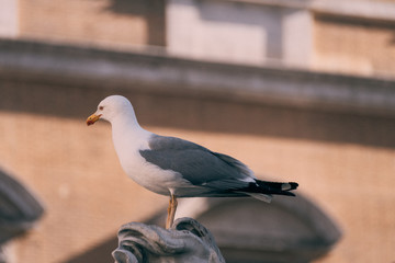 Bird standing on statue from stone near the fountain