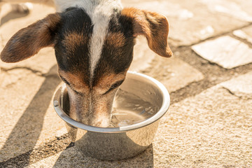Cute Dog is drinking water from a bowl in a hot summer - Jack Russell Terrier Doggy 13 years old
