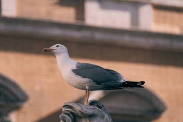 Bird standing on statue from stone near the fountain