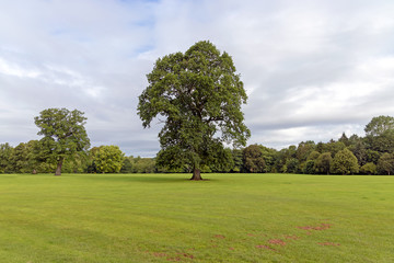 Tall mature deciduous tree with green leaves surrounded by grass and wooded land in public park UK