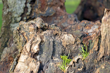 Tree stump decaying and rotting
