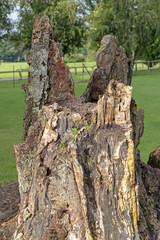 Fototapeta premium Old brown rotting tree stump in park or forest with decaying wood and bark