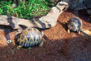 Beautiful turtles with interesting armor. Animal .Copenhagen Zoo.