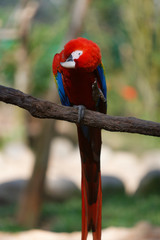 The scarlet macaw (Ara macao) is a large red, yellow, and blue Central and South American parrot..It is native to humid evergreen forests of tropical Central and South America.