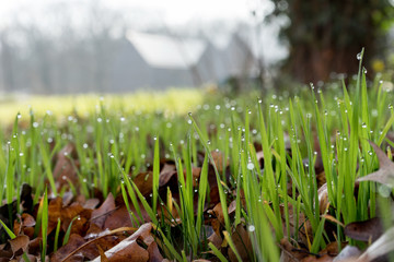 Blades of grass with drops of dew in spring