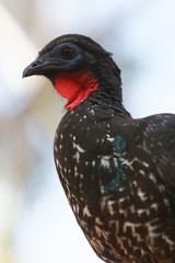 The dusky-legged guan (Penelope obscura) is a species of bird in the family Cracidae, the chachalacas, guans, and curassows.
