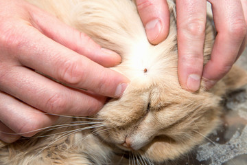 Removing a tick from cat skin - obrazy, fototapety, plakaty