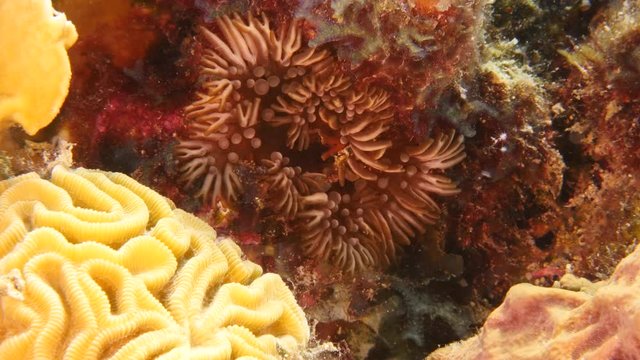 Close up in coral reef in the Caribbean Sea around Curacao with fish, coral and sea anemone