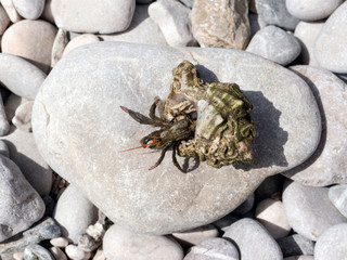 Crab getting out sea shell on stone top view
