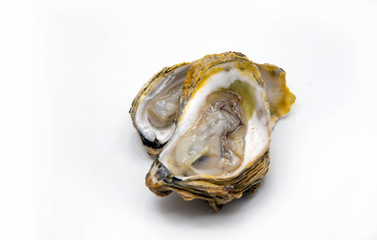open fresh oyster seafood on white isolated background