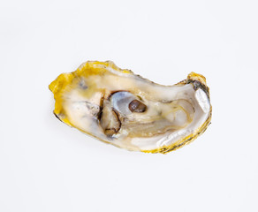 open fresh oyster seafood on white isolated background