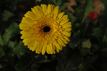Gerbera flower