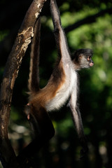 Spider monkeys are New World monkeys belonging to the genus Ateles, you're disproportionately long limbs and long prehensile tails make them one of the largest America monkey.