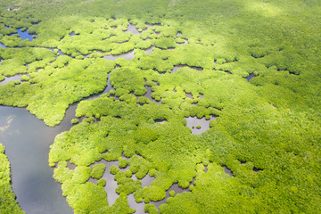 Mangroves, top view. Mangrove forest and winding rivers. Tropical background. The nature of the Philippines.