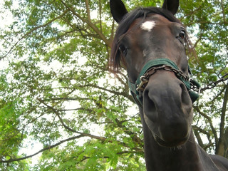 Profile head of the Arabian or Arab horse (Equus ferus caballus) with colorful background.