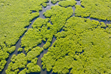 Tropical forest with mangrove trees, the view from the top. Mangroves and rivers. Tropical landscape in a deserted area.