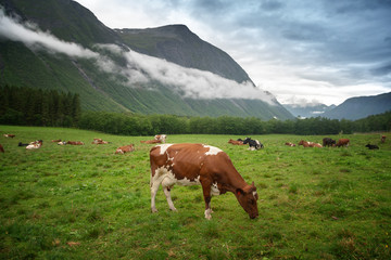 Fototapeta na wymiar Cows graze in a meadow against the backdrop of mountains in cloudy weather, a trip to Norway